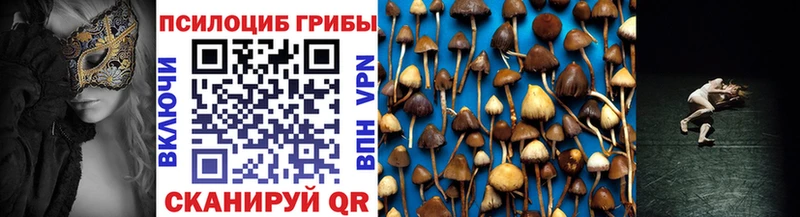 Псилоцибиновые грибы Cubensis  Ленинградская 